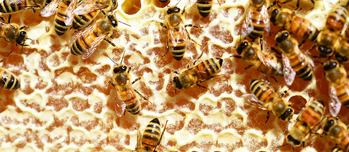 Včely na zavíčkované medové plástvi.