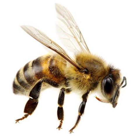 vcela